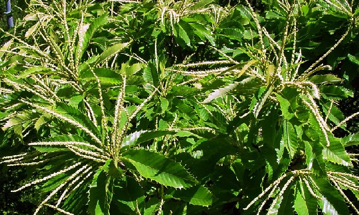  Image name: castagno fiori4.jpg 
 width: 700 pixel 
 height: 420 pixel 
 Size: 182952 bytes 
 Click to enlarge 